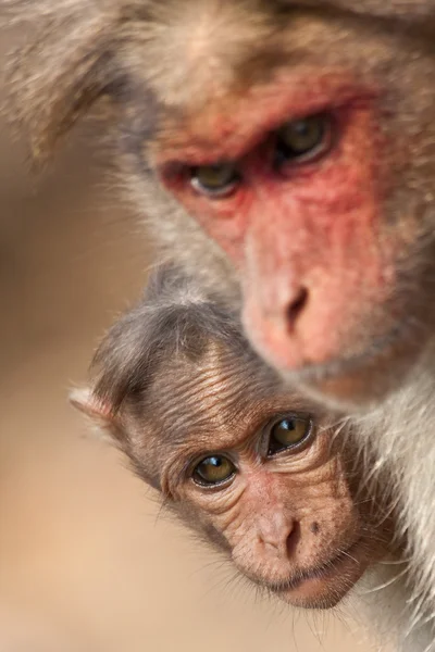 Baby Bonnet Macaque espreitando — Fotografia de Stock