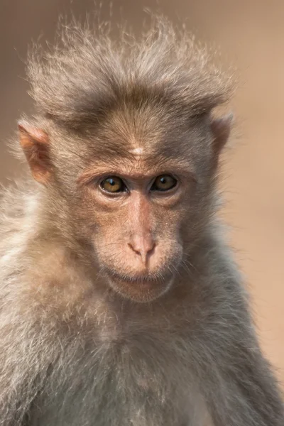 Bonnet Macaque Retrato —  Fotos de Stock