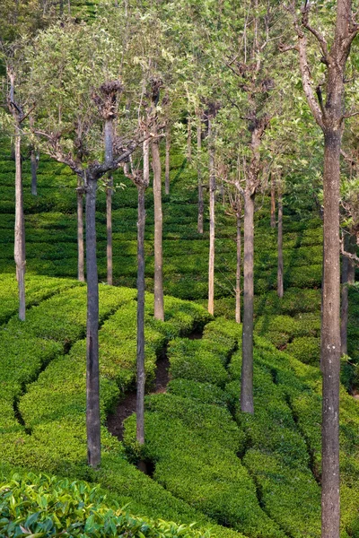 Jardín de té en la India — Foto de Stock