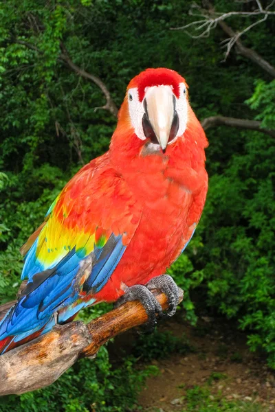 Scarlet Macaw Perched — Stock Photo, Image