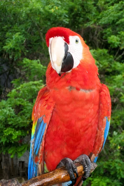 Scarlet Macaw Perched — Stock Photo, Image