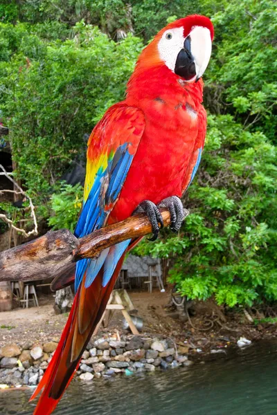Tünemiş scarlet Amerika papağanı — Stok fotoğraf
