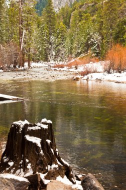 Tree Stump in the Merced River clipart