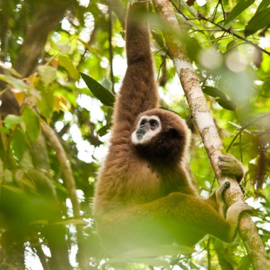 Lar Gibbon clipart