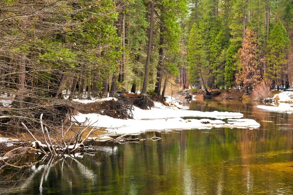 Yosemite lasu — Zdjęcie stockowe