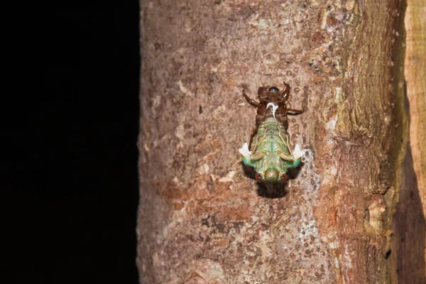 Cicade metamorfose — Stockfoto