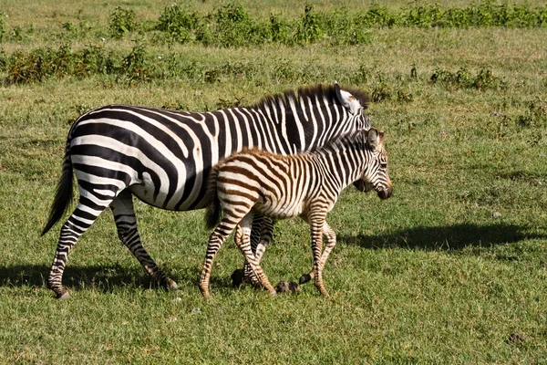 Bebe Zebre Et Mere Noir Equus Stock Photo