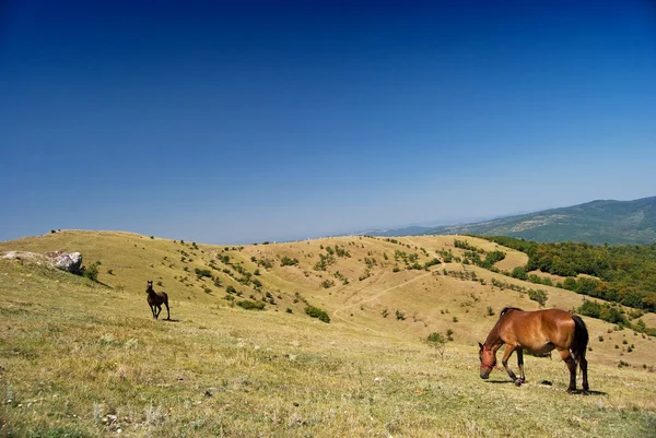 Άλογα περιήγηση σε ένα λόφο — Φωτογραφία Αρχείου