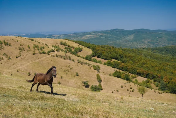 Paard uitgevoerd op een heuvel — Stockfoto