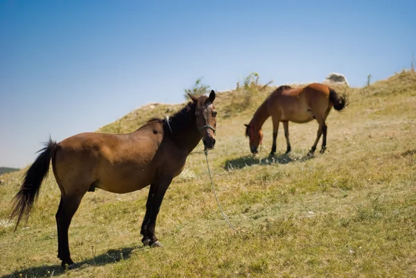 Cavalli al pascolo su una collina — Foto Stock