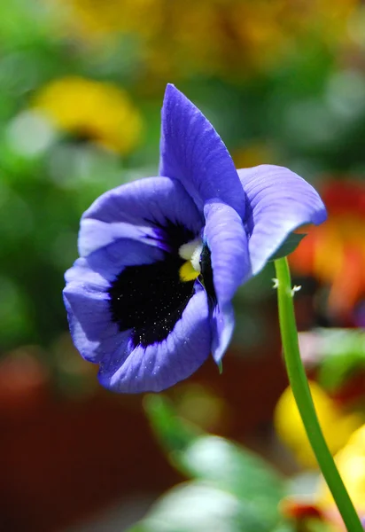 Malý květ — Stock fotografie