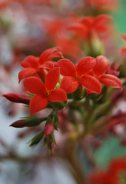 Drobná červená květinka — Stock fotografie