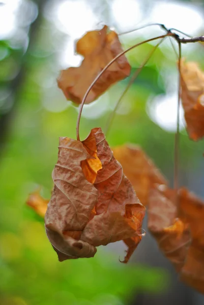 배경 흐리게와 죽은 포도 나무 잎 스톡 사진