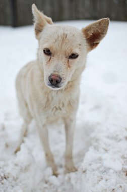 Karda tartışmalı doggy