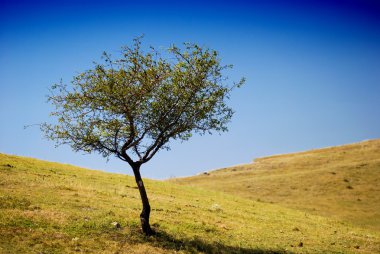 bir tepe üzerinde küçük ağaç