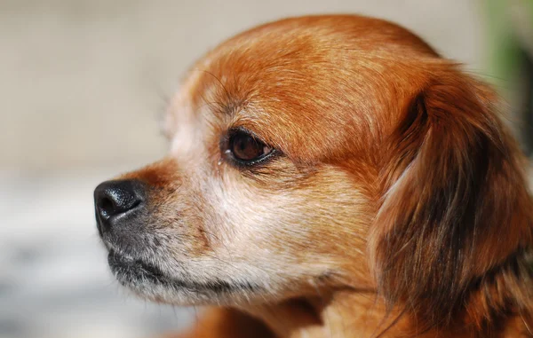 Симпатичный пекинес нюхает собаку — стоковое фото