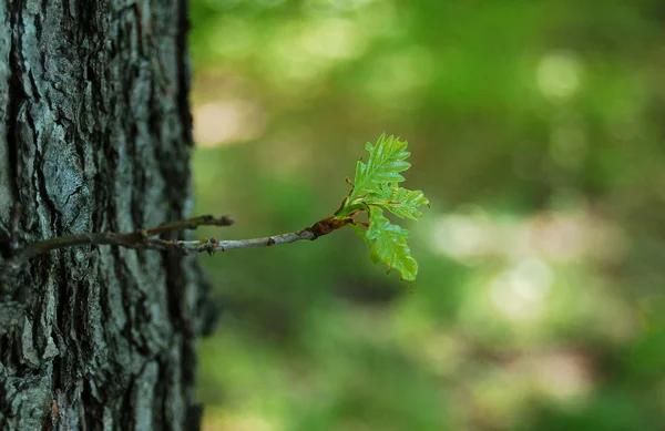 Деревянная ветка с размытым фоном Стоковое Фото