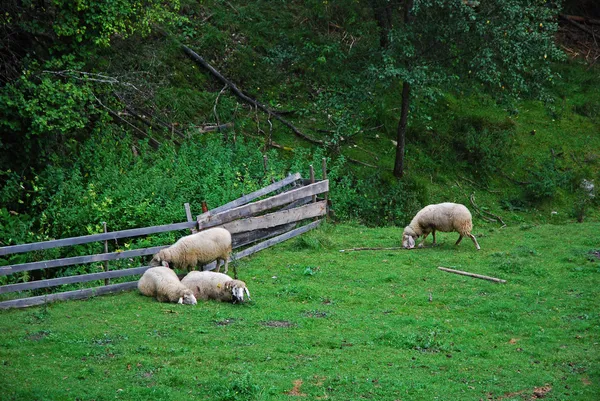 Sheeps on a field grazing Royalty Free Stock Images