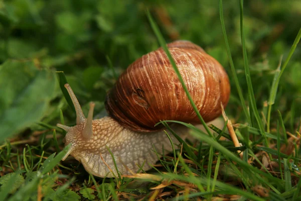 Roman Snail — Stock Photo, Image