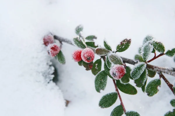 Vinter holly berrie – stockfoto