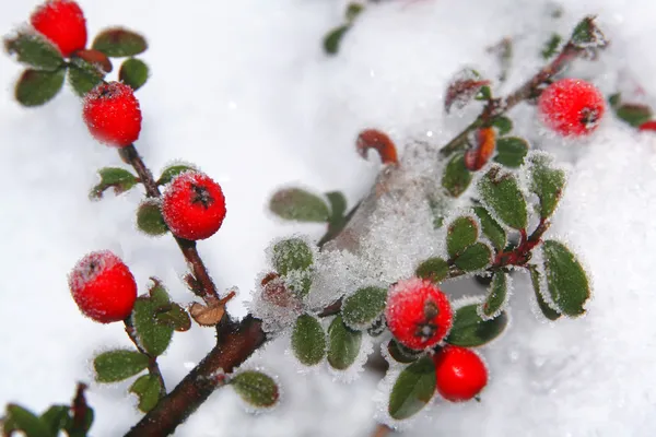 Winter holly berrie — Stock Photo, Image