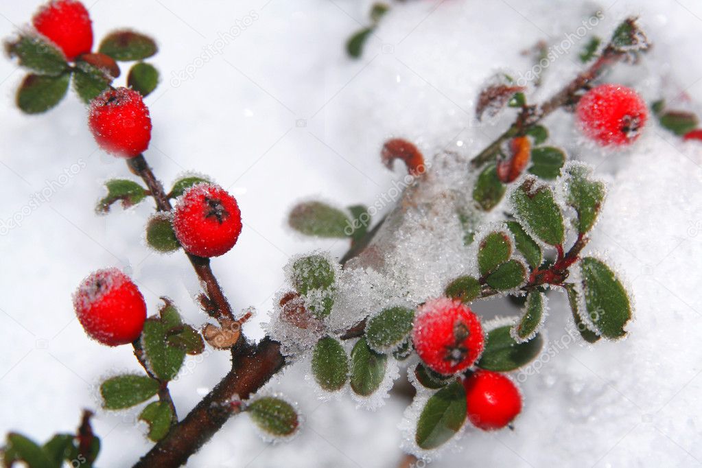 Winter holly berrie