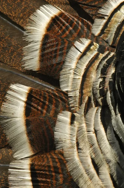 Turkey feathers — Stock Photo, Image