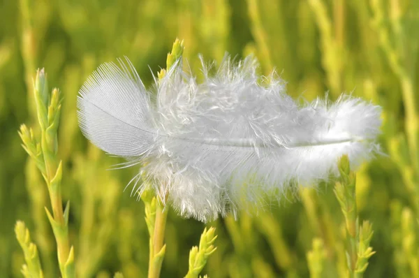 stock image White feather