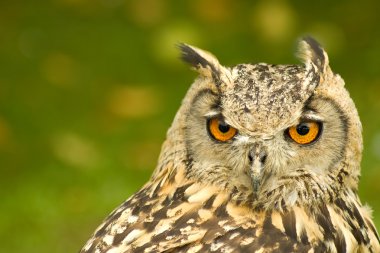 Bengal eagle owl clipart