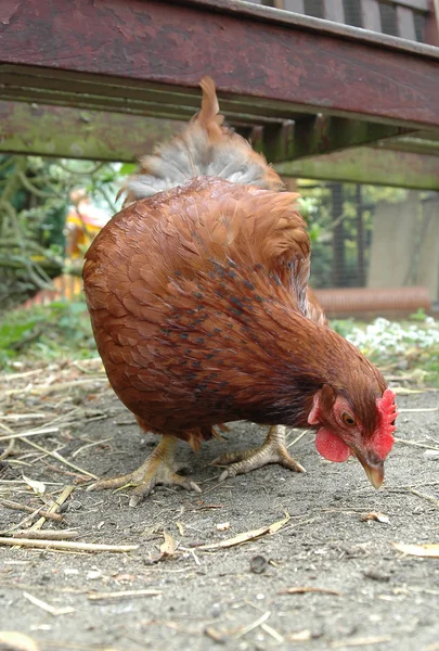 农家母鸡 — 图库照片