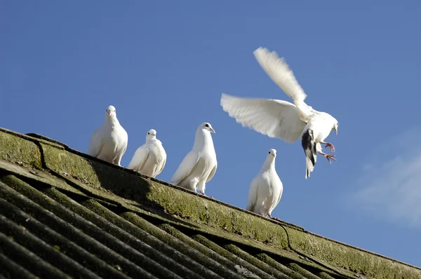 Pombas brancas — Fotografia de Stock