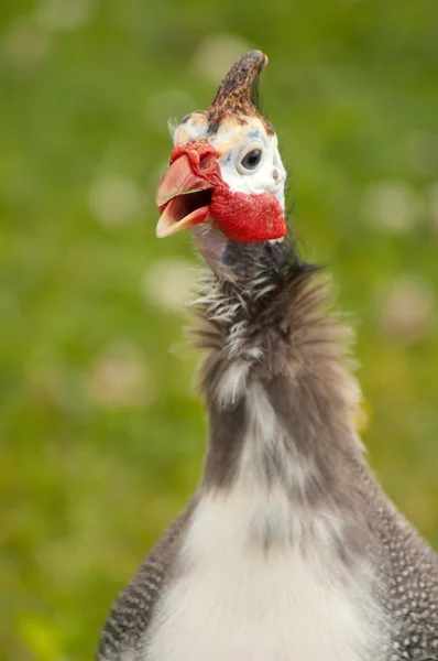 Guinee-Fowl — Stockfoto