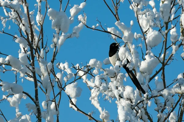 Magpie in snow — Stock Photo, Image