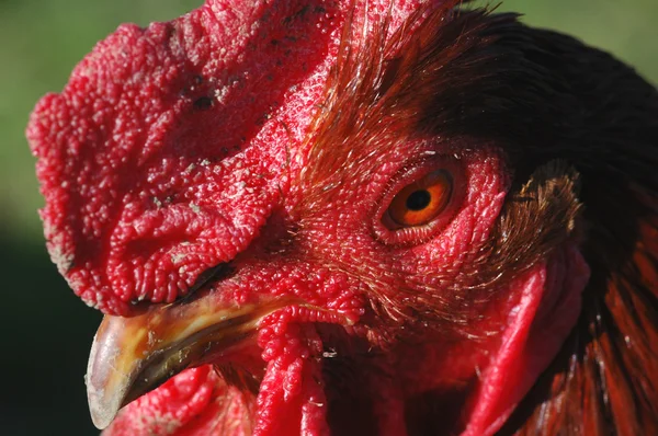 Red Rooster — Stock Photo, Image