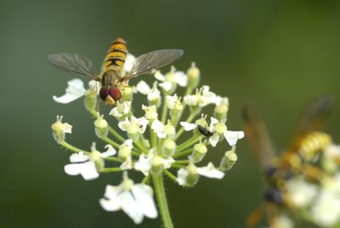 Hoverfly