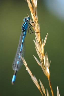 Damselfly clipart