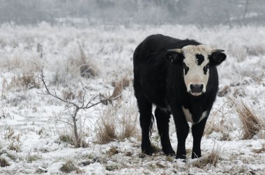 Winter bull clipart