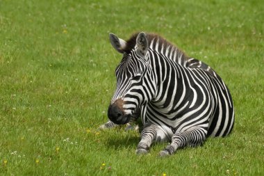 Zebra clipart