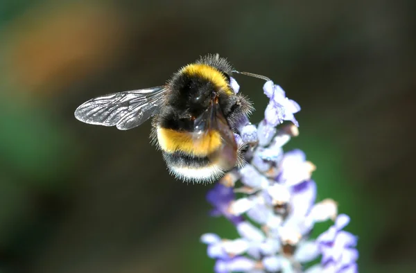 Лавандовая пчела — стоковое фото