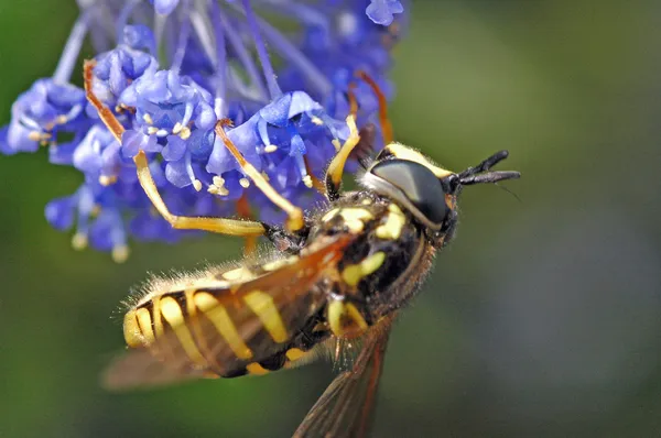 倒立的黄蜂 — 图库照片