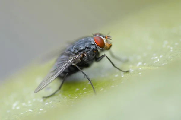 Комнатная муха — стоковое фото