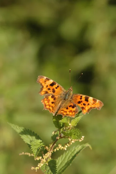 Comma butterfly — Stock Photo, Image