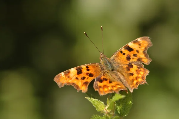 Przecinek motyl — Zdjęcie stockowe