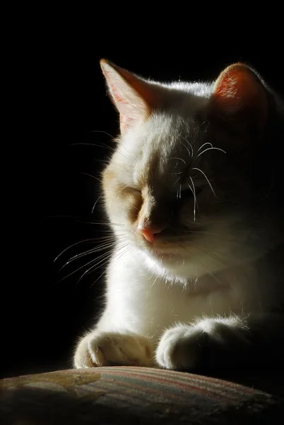 Σιλουέτα γάτας — Φωτογραφία Αρχείου