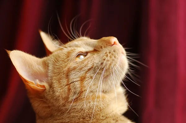 気を取らぶち猫 — ストック写真
