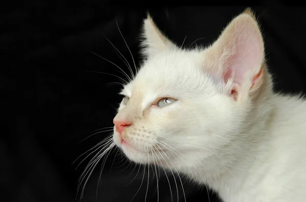 バーマン子猫 — ストック写真