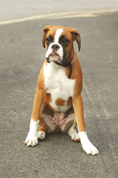 Stock image Boxer dog