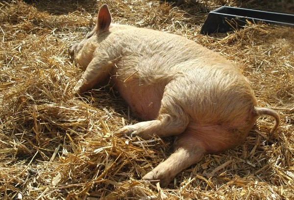 睡小猪 — 图库照片