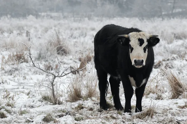 Winter bull — Stock Photo, Image