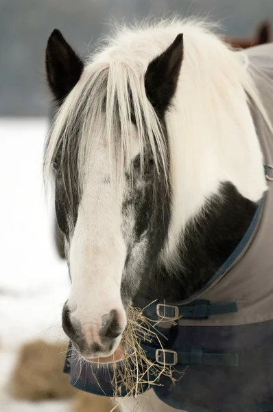 Pony voeding — Stockfoto